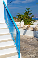 flower   in the isle of greece antorini  color