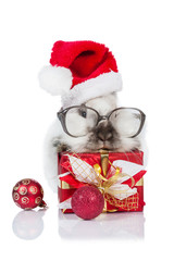 Funny dwarf rabbit with a christmas present, glasses and santa's hat