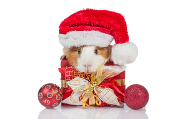 Guinea pig with a christmas present and santa's hat