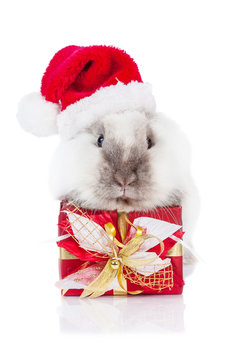 Little dwarf rabbit with a christmas present and santa's hat