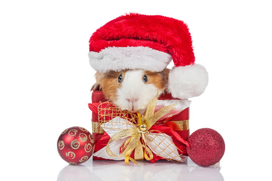 Guinea pig with a christmas present and santa's hat