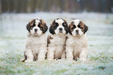 Three saint bernard puppies sitting outdoors in winter