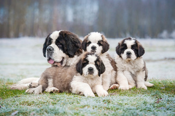 Saint bernard dog with puppies in winter