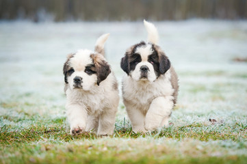 Two saint bernard puppies walking outdoors in winter