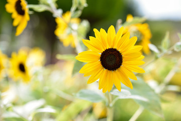 Fototapeta premium Sunflower