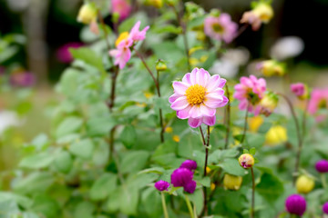 Obraz premium Dahlia 