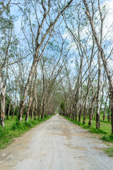 Dirt road in the rubber plantations