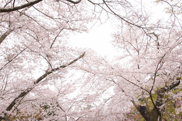 Cherry blossoms