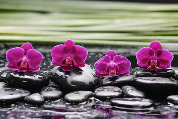 Red orchid with long leaf and stones on wet background