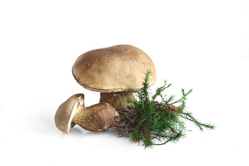 Inedible, bitter Mushroom Tylopilus felleus, (inedible, poisonless) table top for scientific identification and sample study