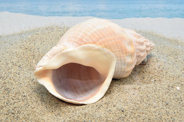 Fototapeta na wymiar Shell on the sea