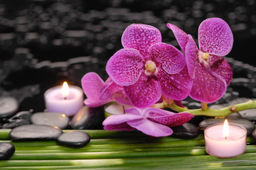Obraz na płótnie Canvas Branch orchid with candle on green plant on wet background