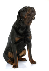 Obraz premium purebred male rottweiler