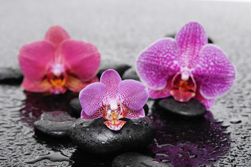 Obraz na płótnie Canvas Three orchid and stones on wet background