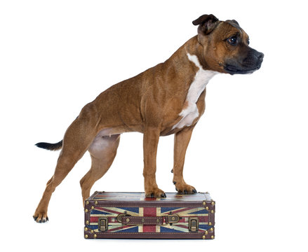 stafforshire bull terrier and box