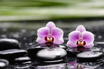 Fototapeta na wymiar Two orchid with long leaf and stones on wet background