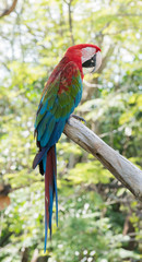 macaw