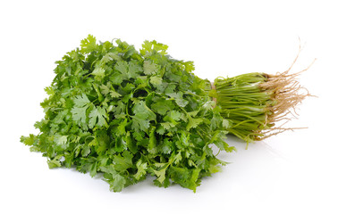 coriander on white background