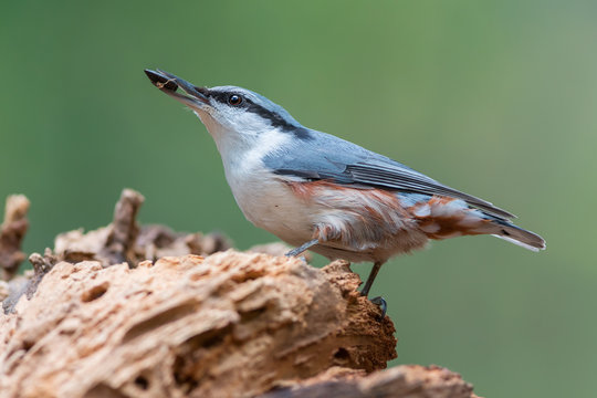 Eurasian nuthatch with sunflower seed in winter