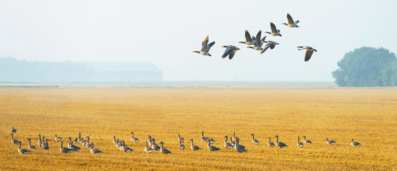 Flock of flying geese in summer