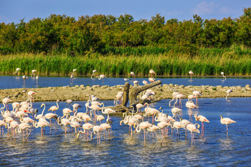 Fototapeta premium Flock of pink flamingos in Camargue national park