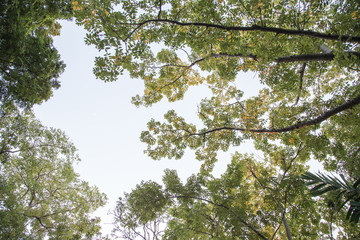 green trees background in forest