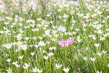 Photo sur Plexiglas Nénuphars Fairy Lily flower in garden