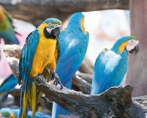 macaw