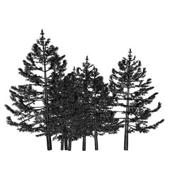 Pine