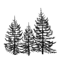 Pine