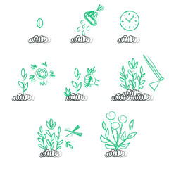 Hand drawn sequence of growing a plant