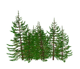 Obraz premium Pine