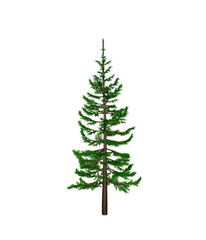 Pine