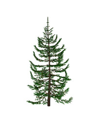 Pine
