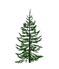 Pine