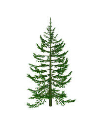 Pine
