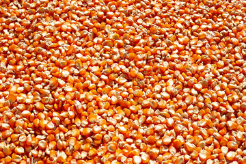 corn seeds background