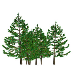 Pine