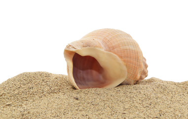 Shell on the sea