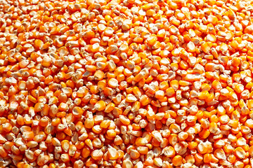 corn seeds background