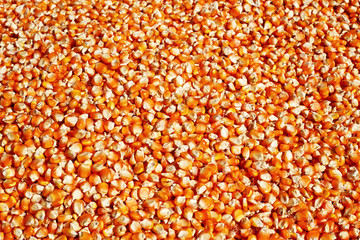corn seeds background