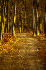 Empty autumnal road