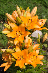 Orange Lily in the sun .