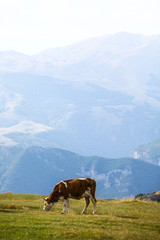 Fototapeta na wymiar Cow on a field