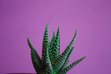 the succulent leaves on a purple background
