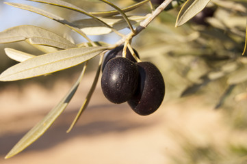 Aceitunas