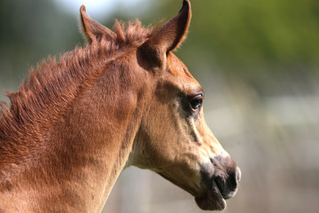  Portrait of a few weeks old chestnut arabian foal