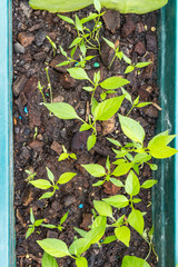 seedling plants