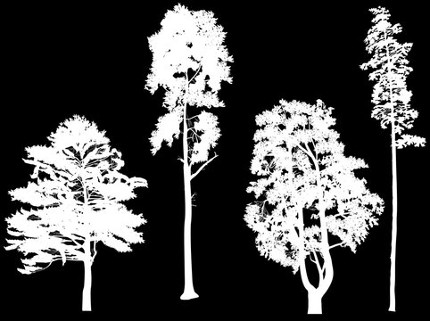 four pine silhouettes isolated on black