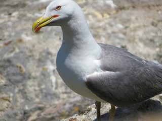 seagull